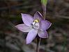Thelymitra pauciflora - Slender Sun Orchid.jpg